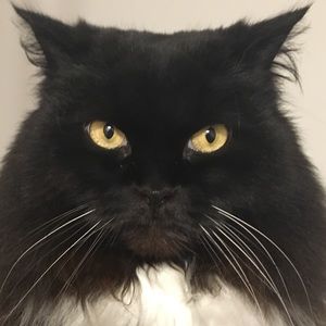 Meet your Posher, Gillian